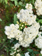 Spiraea cantoniensis