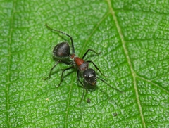 Camponotus mutilarius