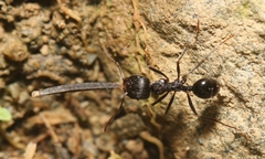 Messor himalayanus