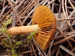 Cortinarius croceus
