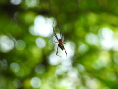 Leucauge tessellata