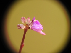 Utricularia caerulea