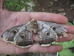 Saturnia pyri