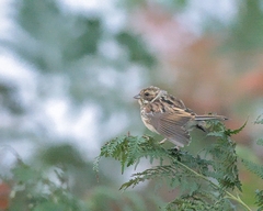 Emberiza schoeniclus