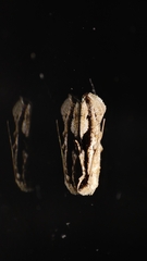 Erechthias atririvis
