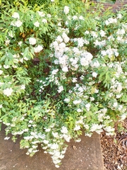 Spiraea cantoniensis