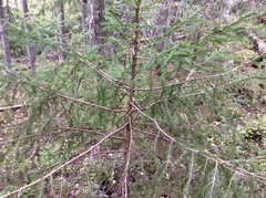 Picea abies