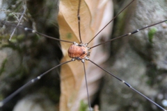 Leiobunum limbatum