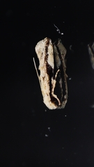 Erechthias atririvis