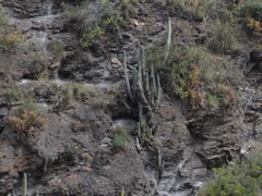 Trichocereus macrogonus peruvianus