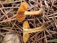 Cortinarius croceus