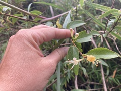 Lonicera acuminata