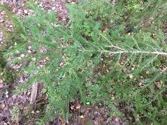 Picea abies