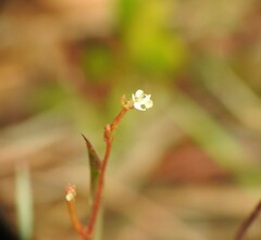 Stylidium tenerum