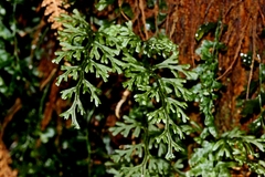 Hymenophyllum australe