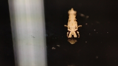 Erechthias atririvis