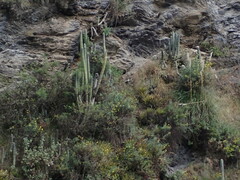 Trichocereus macrogonus peruvianus