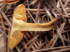 Cortinarius croceus