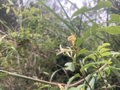 Lonicera acuminata