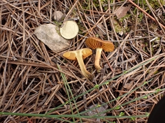 Cortinarius croceus