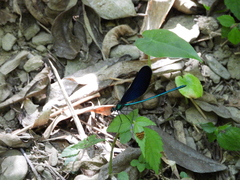 Matrona cyanoptera