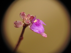 Utricularia caerulea