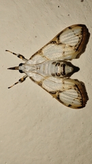 Cirrhochrista kosemponialis