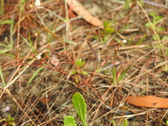 Stylidium tenerum