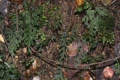 Hymenophyllum australe