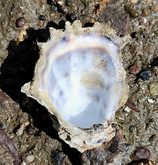 Saccostrea glomerata