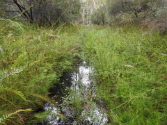 Baloskion tetraphyllum
