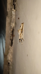 Cirrhochrista kosemponialis