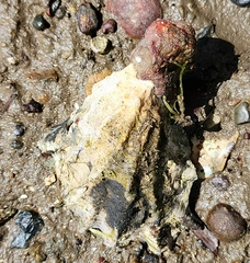 Saccostrea glomerata