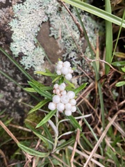Anaphalis morrisonicola