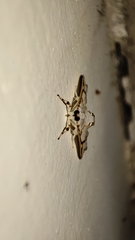 Cirrhochrista kosemponialis