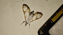 Cirrhochrista kosemponialis