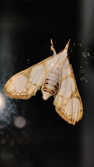 Cirrhochrista kosemponialis