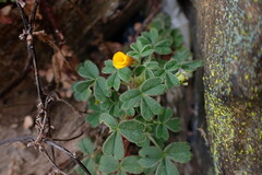 Oxalis peduncularis pilosa