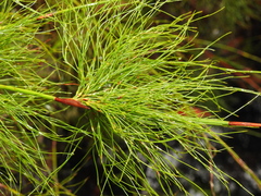 Baloskion tetraphyllum