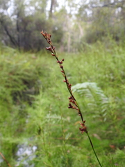 Baloskion tetraphyllum