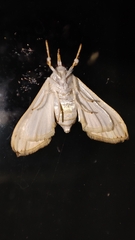 Cirrhochrista kosemponialis