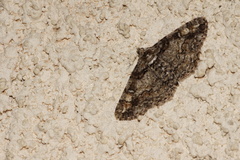 Cleora cinctaria
