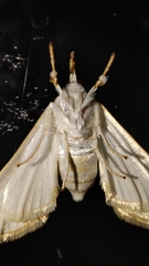 Cirrhochrista kosemponialis