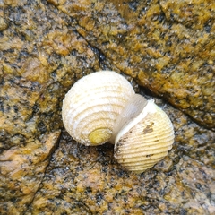 Nerita plicata
