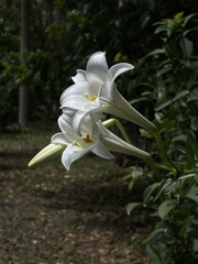 Lilium longiflorum