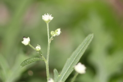 Parthenium hysterophorus