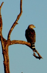 Buteo plagiatus