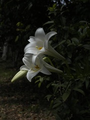 Lilium longiflorum