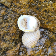 Nerita plicata