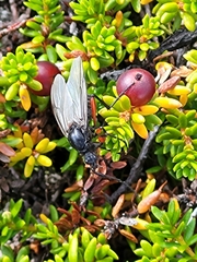 Bibio pomonae